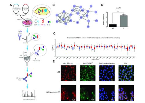 RNA pulldown for CircLIFR. (A) Schematic diagram for pulldown detection ...