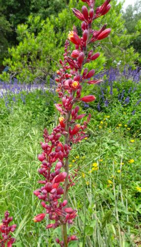 When A Yucca Isnt A Yucca By Steve Huddleston Neil Sperry S Gardens