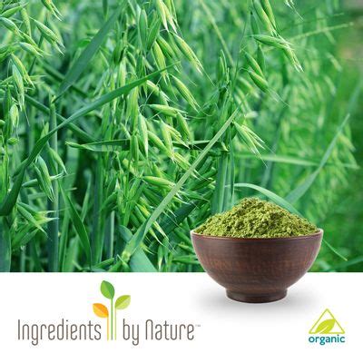 Bulk & Wholesale Organic Oat Grass Powder | Ingredients Online