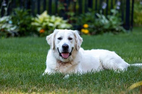 Jenis Anjing Golden Retriever Foto Gratis Di Pixabay Pixabay