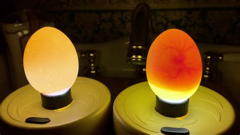 Candling Eggs 6 Days Youtube