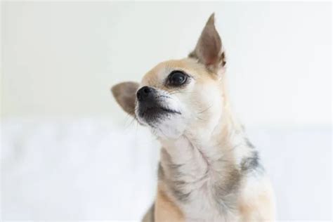 Dog Chihuahua Meme: Smile & Share Now! - The Chihuahua Guide