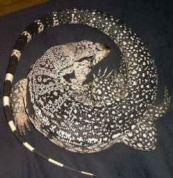 Blue Tegu Facts and Pictures