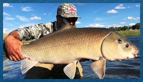 Carp vs Buffalo Fish: Understanding 10 Key Differences - Fishing Tackle ...