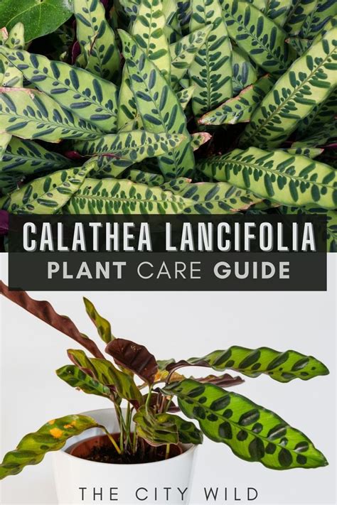 Calathea Lancifolia Care Guide Calathea Rattlesnake In