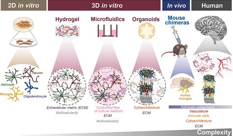 D In Vitro Modelling Of Human Patient Microglia A Focus On Clinical