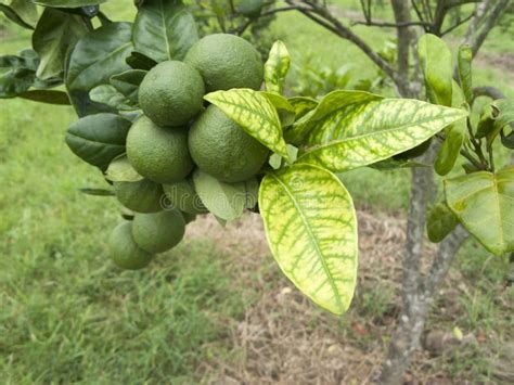 Citrus Greening Hlb Huanglongbing Yellow Dragon Diseased Leaves And