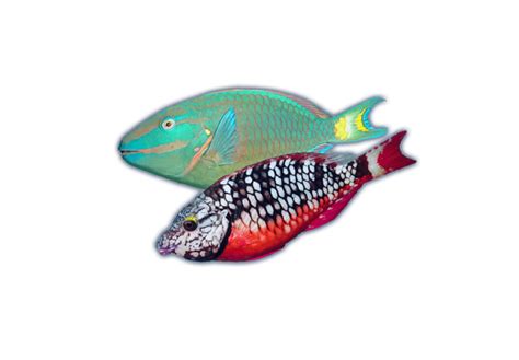 Stoplight Parrotfish - Ocean Animals