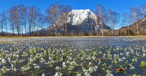 Eis Blumenwiese Im Winter In Au Erhalb Salzburgs Sch Ne Heimat