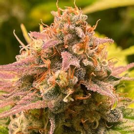 Gorilla Glue Feminized Seeds From Amsterdam