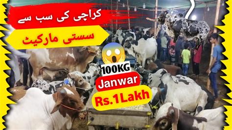 Karachi Ki Sb Se Sasti Mandi CATTLE KA Deewana YouTube