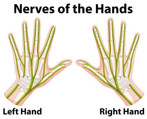 Hand Nerves Diagram