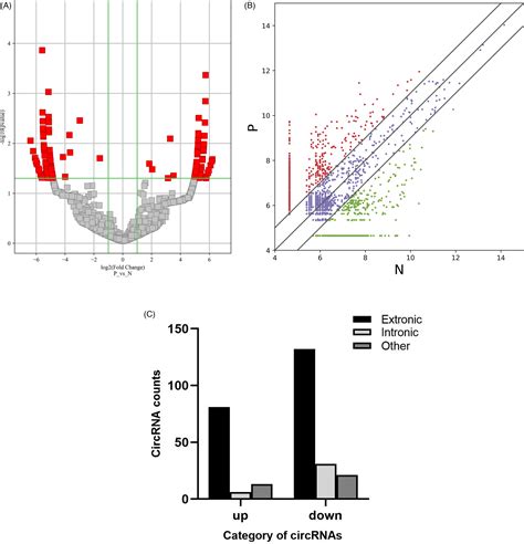 The Potential Role Of Hsa Circ In Androgenetic Alopecia Via