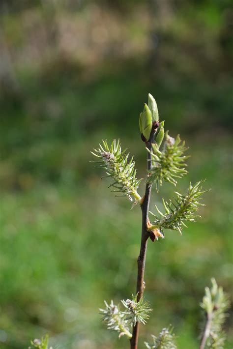 Le Bouchet Mont Charvin Guilhem Vellut Flickr