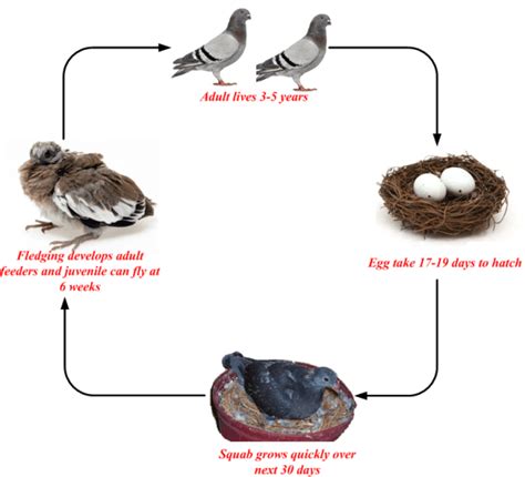 What Is The Life Cycle Of A Pigeon