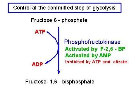 Regulation of Glycolysis - Biology Notes Online