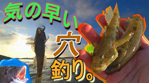 【穴釣り】少し気が早かった？真夏まで待てないウロハゼ釣り【goby】 Youtube