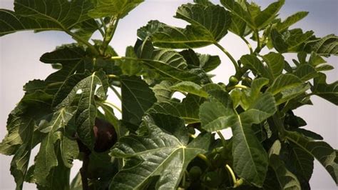 Growing Dwarf Fig Trees Indoors - Indoor Garden Tips