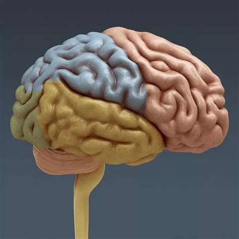 Anatomy Of Cerebrum