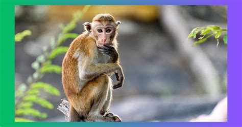 Uncover The Top 10 Most Annoying Animals In The World