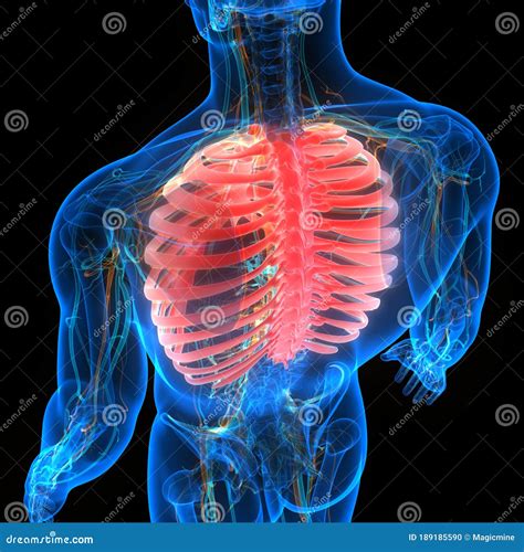 Sistema De Esqueleto Humano Articulações ósseas Torácicas Anatomia