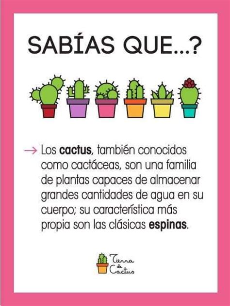 A Poster With The Words Sabias Que And Cactuses In Different Colors