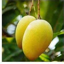 Green View Zardalu Mangifera Indica Rare Mango Fruit 1 Grafted Live