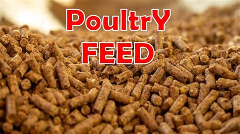 Basic Information About Making Your Own Poultry Feed At Home How To