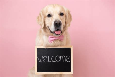 Dogs Welcomed Royalty Free Images Stock Photos And Pictures Shutterstock