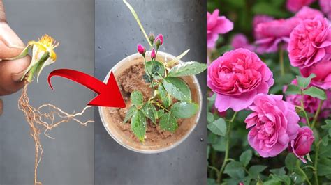 How To Grow Rose Plant From Rose Flower Buds Pink Rose Flower YouTube