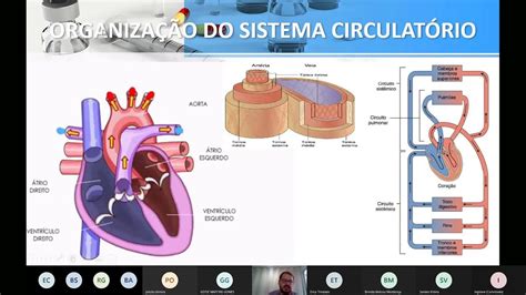 Ciências Morfofuncionais Dos Sistemas Nervoso E Cardiorrespiratório