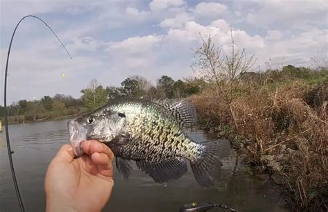 Louisiana Crappie Fishing Tips Free Guides