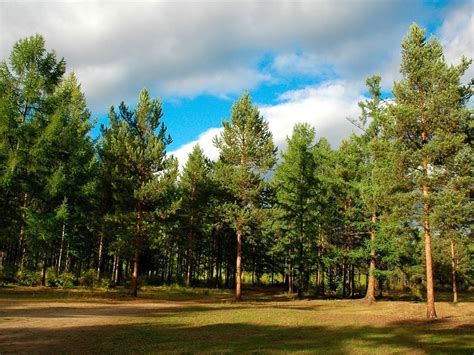 Wallpaper Trees Landscape Nature Grass Sky Park Wood Branch