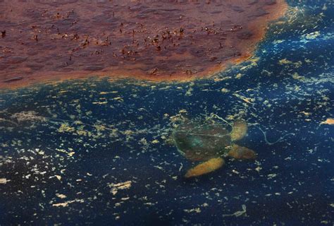 Threats To Sea Turtles Pollution And Pathogens — The State Of The World