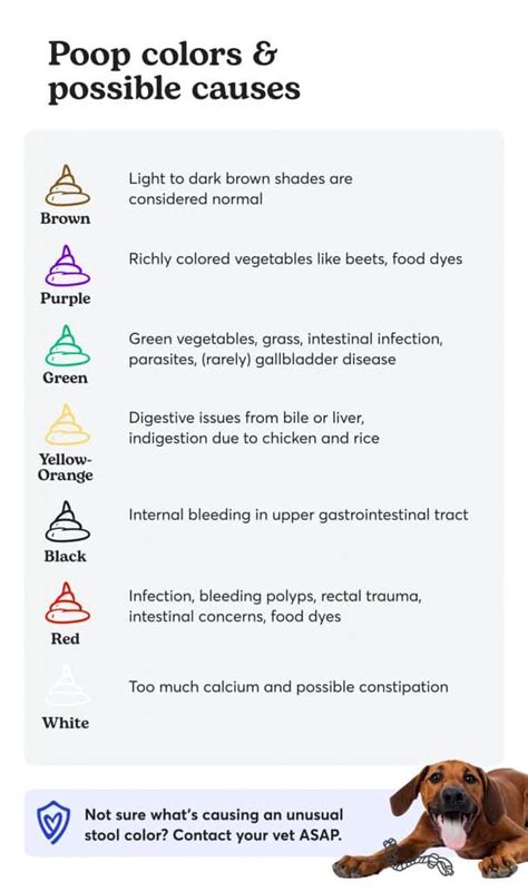 Dog Poop Chart: What Color Should Healthy or Unhealthy Poop Be?