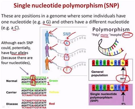 Biol 226 Topic 10 Population Genetics Flashcards Quizlet