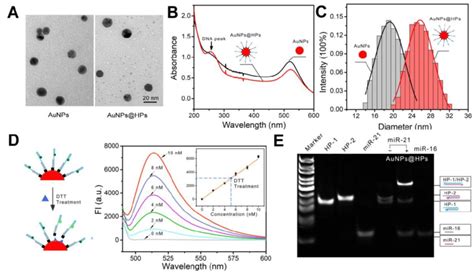 Characterization Of The Nanomachine A Tem Images Of Aunps And