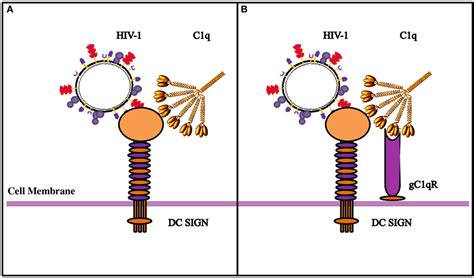 Frontiers Complement Protein C1q Interacts With DC SIGN Via Its