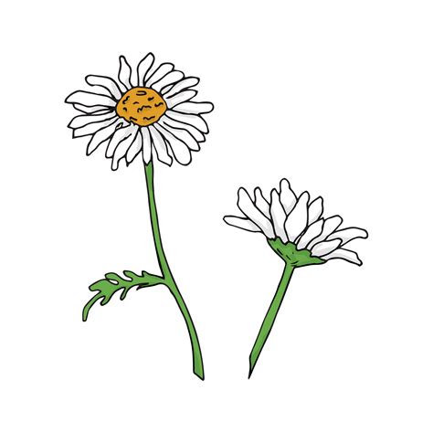 Two Hand Drawn Chamomile Flowers Isolatd On White Background Vector