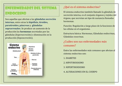 Enfermedades Del Sistema Endocrino Danny Beatriz UDocz