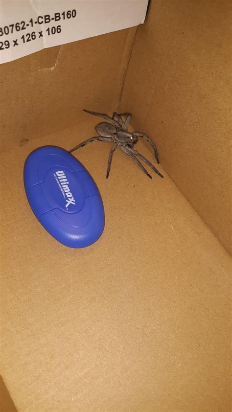 What kind of wolf spider? (Texas Panhandle) : r/spiders