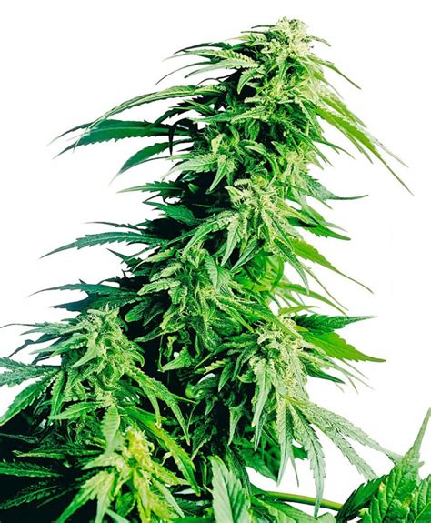 Sensi Seeds Hindu Kush Regular Cannabis Seeds Strainsupermarket