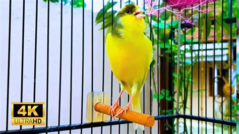 The Best Canary Sound Reliable For Waterslager Canary Training No