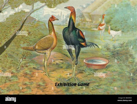 Exhibition Game Stock Photo - Alamy