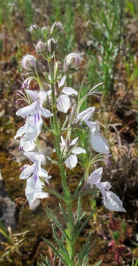 Teucrium Pseudochamaepitys John Vallender Flickr