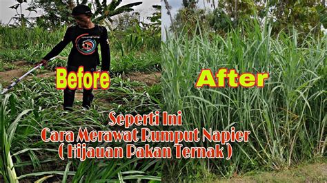 Cara Merawat Rumput Gajah Rumput Napier Setelah Panen Youtube