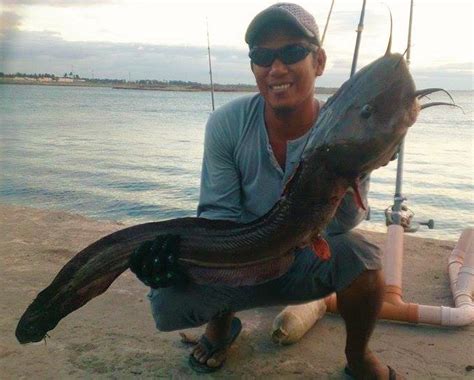 Gray Eel Catfish Plotosus Canius Fishing The Philippines