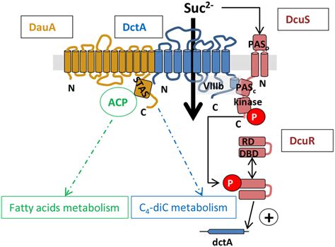 Model Of The Daua Dcta Complex Function And Integration Of Daua In