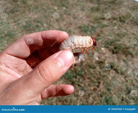 Rhinoceros Beetle, Rhino Beetle Larvae in a Mans Hand. Large Beetle ...