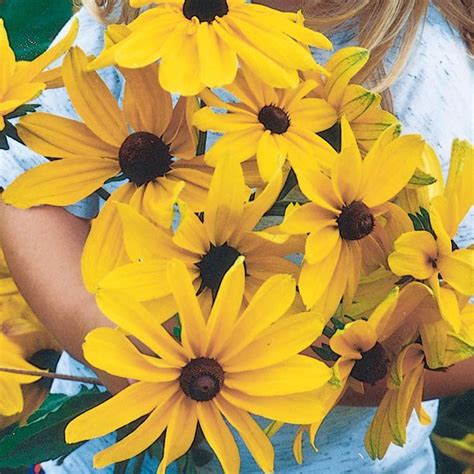 Rudbeckia Indian Summer Les Serres Caron